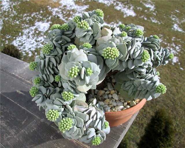 crassula morgans beauty