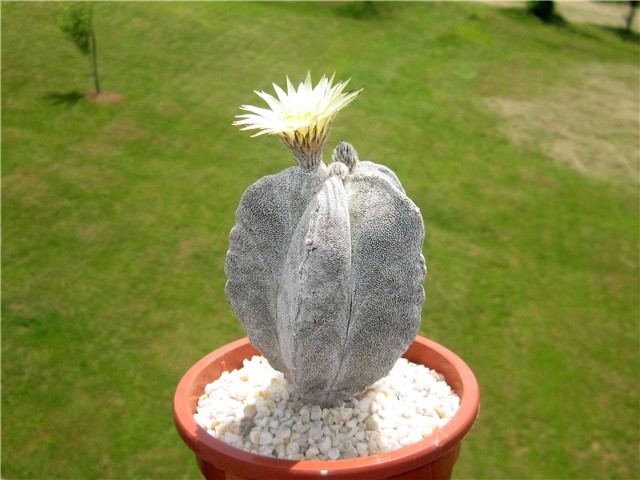 Astrophytum