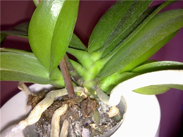 mini phal