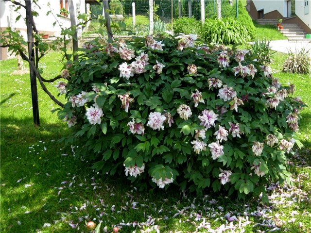 Božur - Paeonia lactiflora