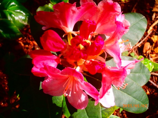 rododendron