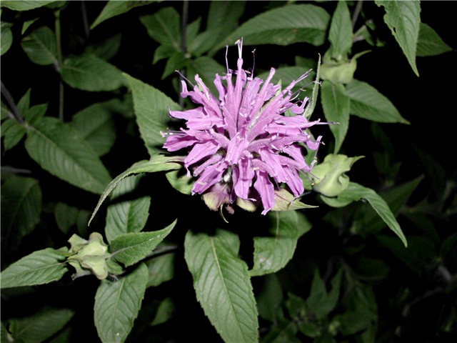 monarde