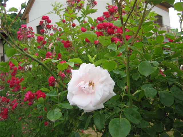 Ruža penjačica