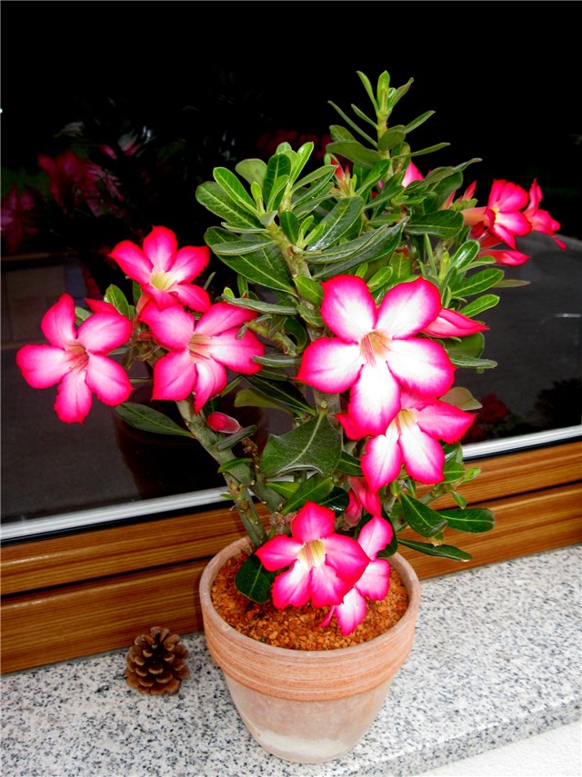 Adenium obesum hibrid