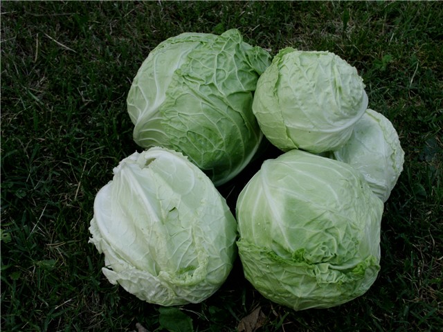 kelj3