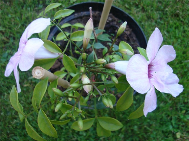 pandorea