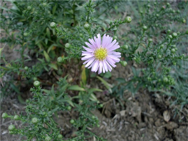 aster