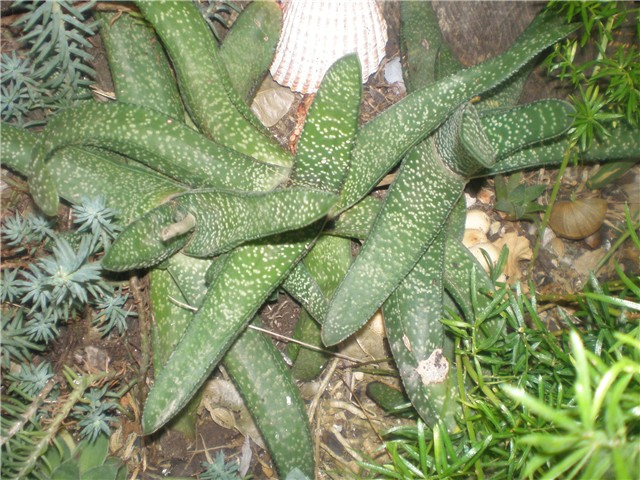 Gasteria