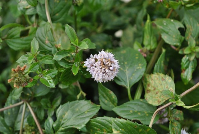 menta
