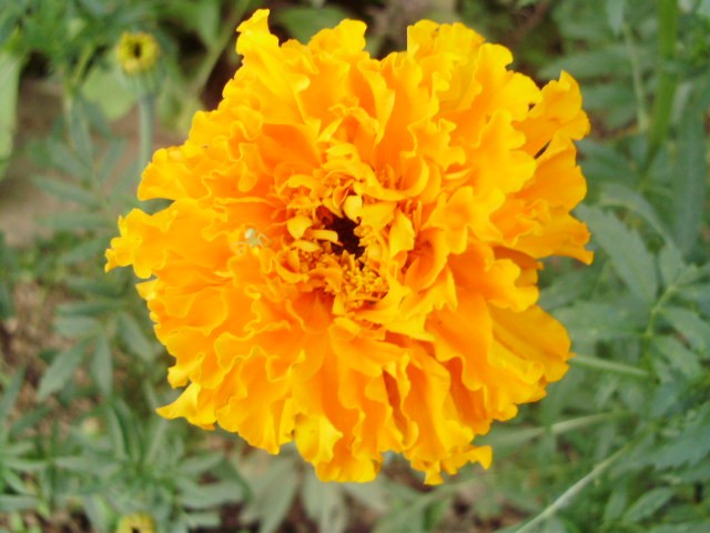 kadifica%20-%20tagetes
