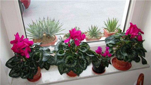 cyclamen persicum