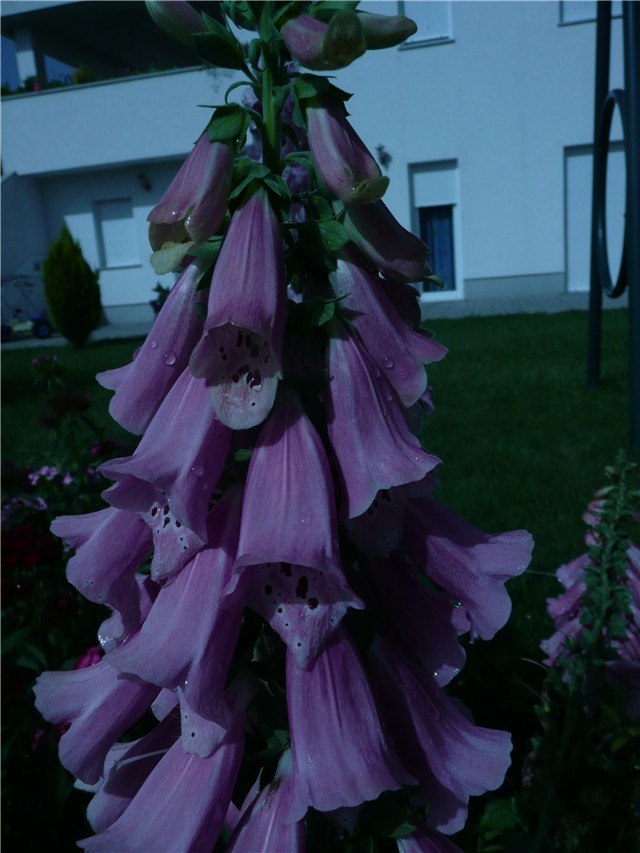 digitalis