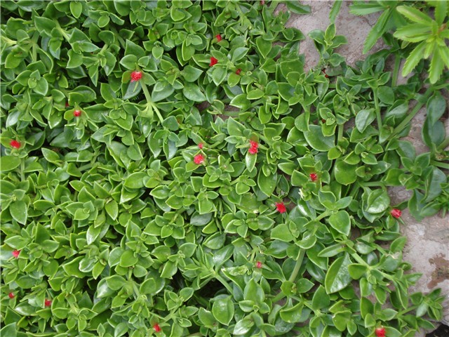 Aptenia cordifolia