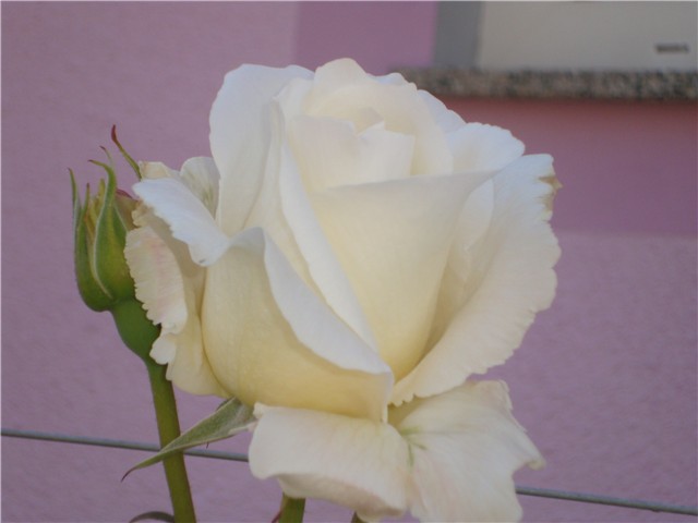 ruža kraljica cvijetnjaka