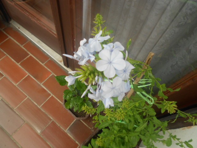 plumbago plavi