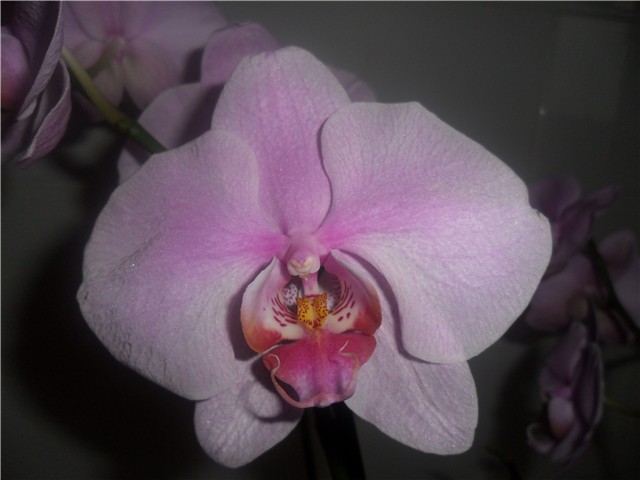 Orhideja - cvijet