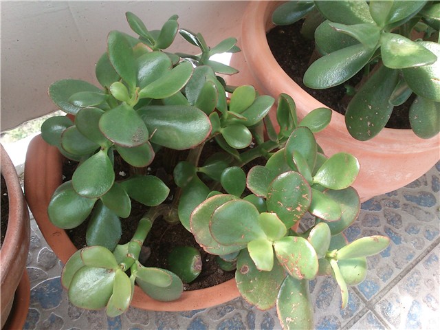 Crassula