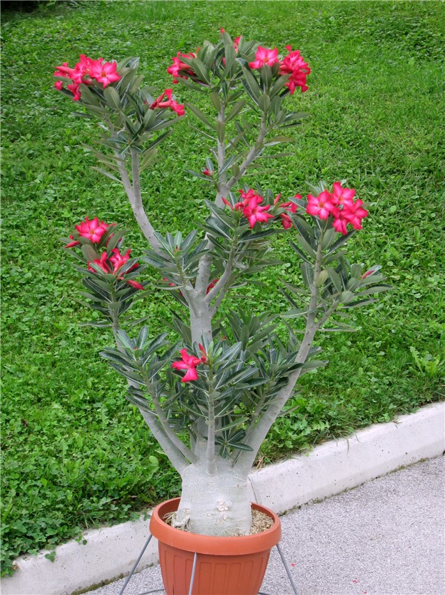 Adenium obesum