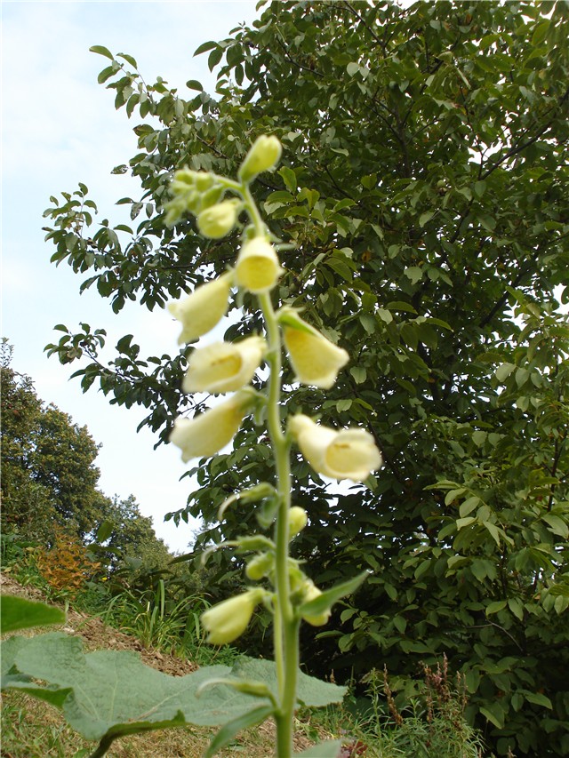 Digitalis