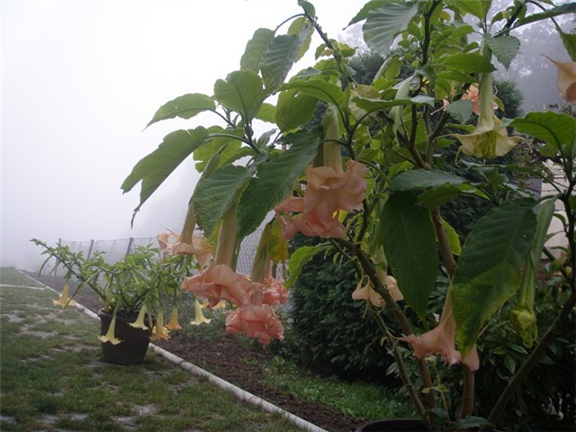 trublje