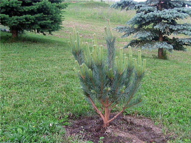 Pinus sylvestris Watereri