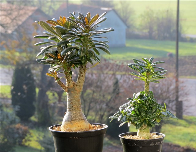 Dorstenia gigas Adenium socotranum