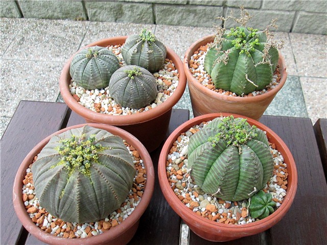 Euphorbia obesa 