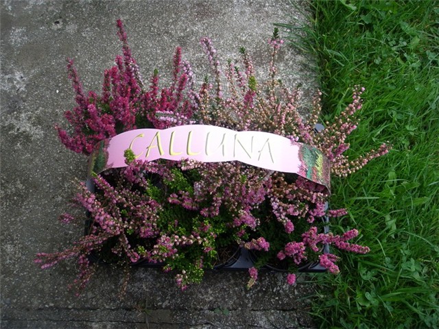 calluna, erika