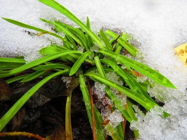 Armeria pseudarmeria 