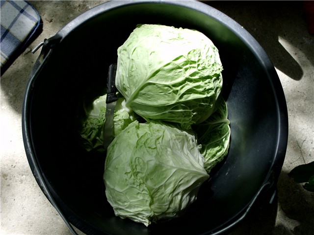 kelj1