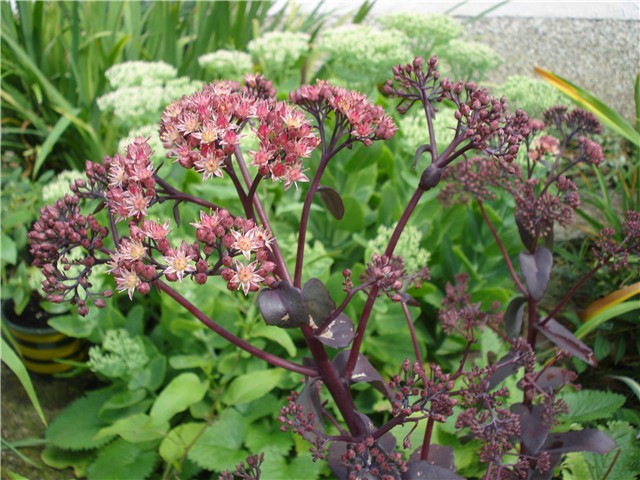 Sedum
