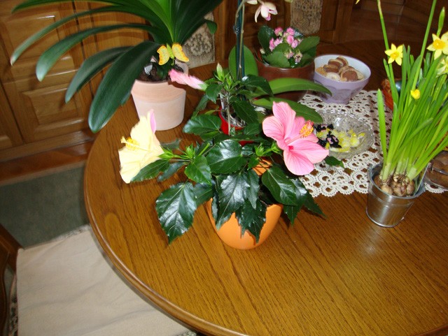 hibiskus