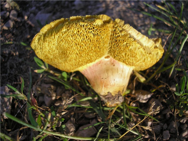 gljiva 781