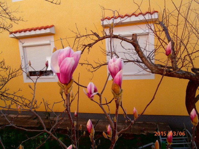 magnolia