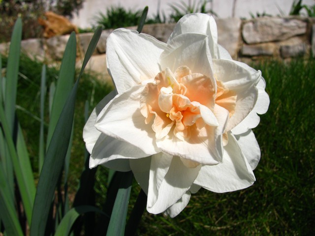 Narcissus 