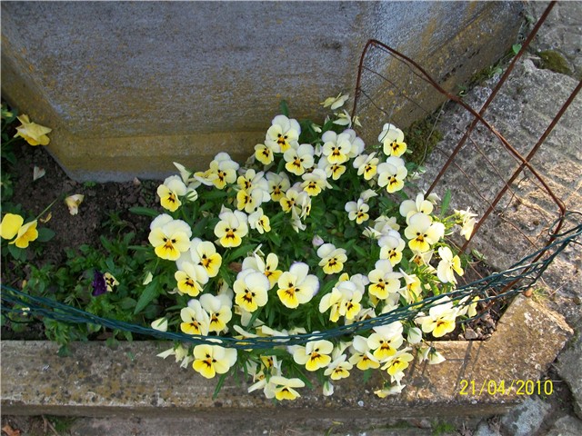 maćuhice%20-%20lat.%20Viola%20x%20wittrockiana%20%28multiflora%29