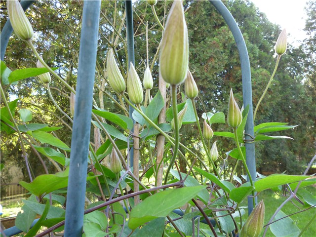 Clematis, Mr. President