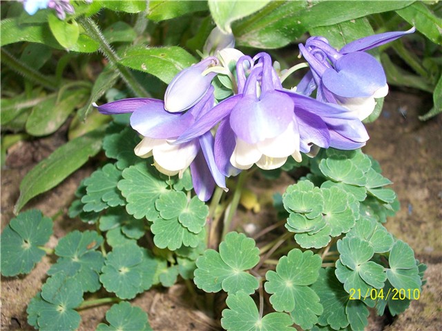 niski%20pakujac%20lat.%20-Aquilegia%20