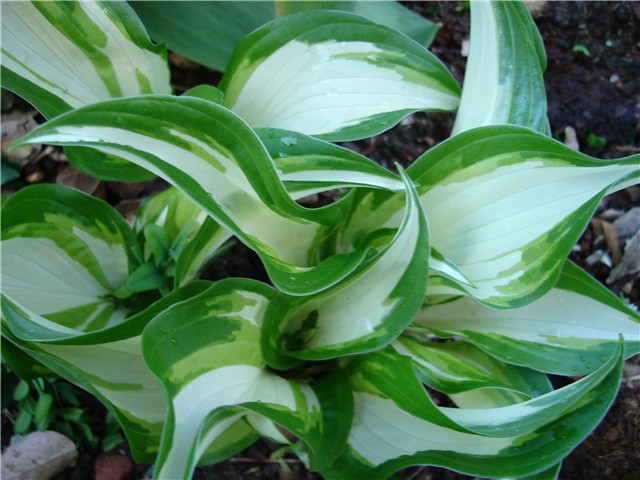 hosta