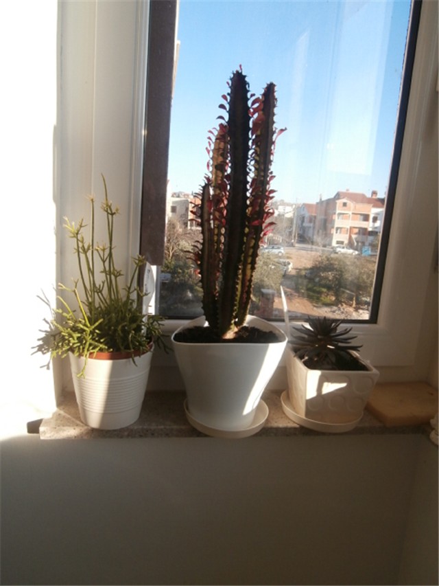 euphorbia