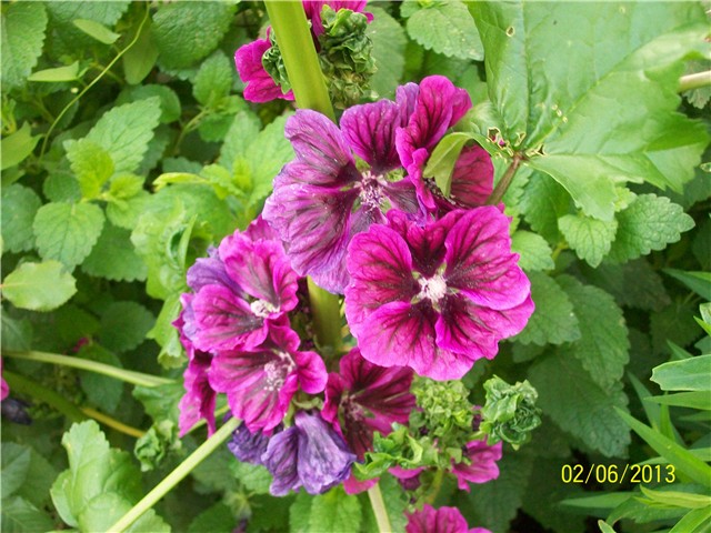 Crni sljez - lat. Malva silvestris L.