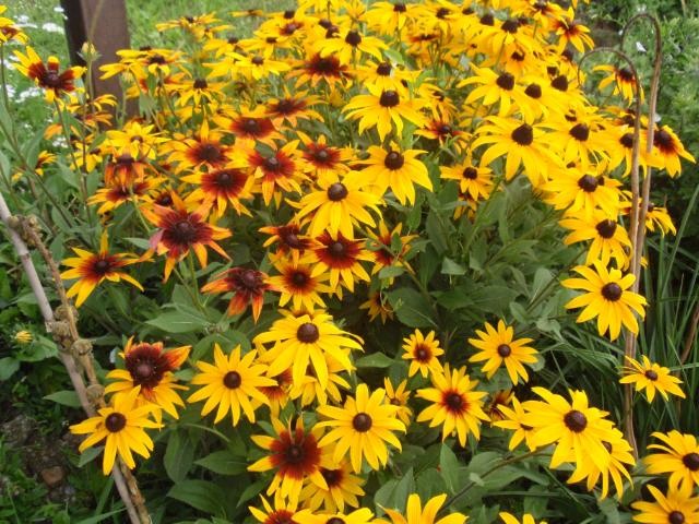 Rudbekia fulgida Goldstrum