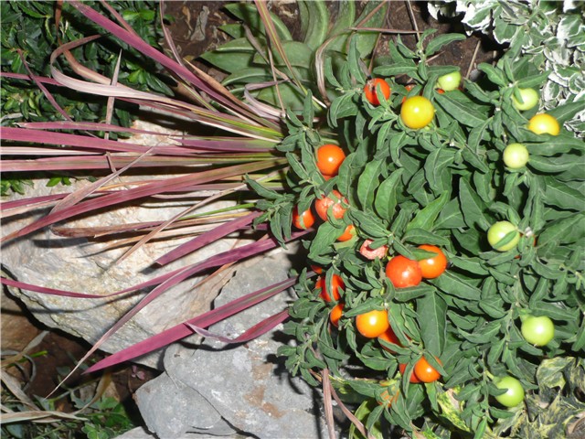 kamenjar