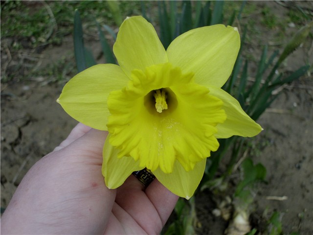 narcis