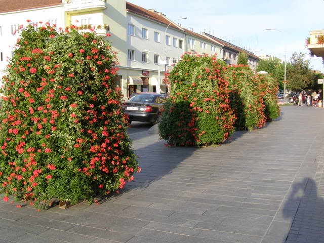 Korzo