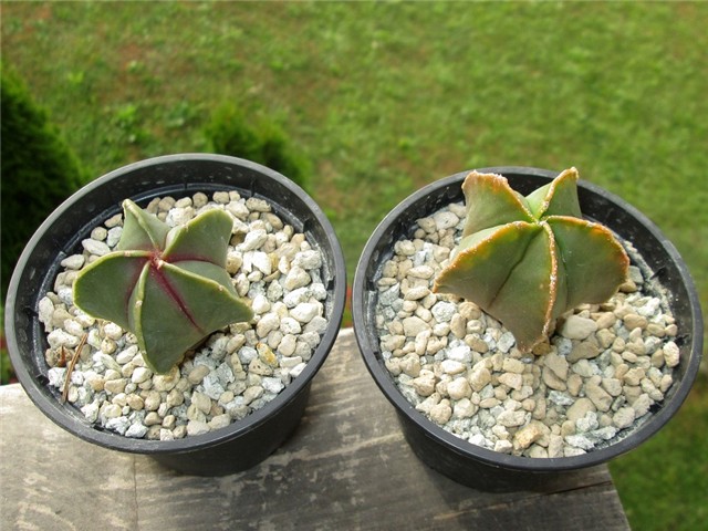 Astrophytum myriostigma cv. koh - yo