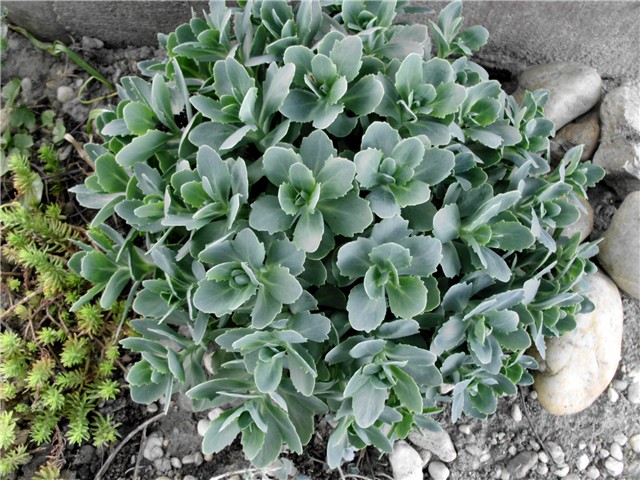 sedum spectabile