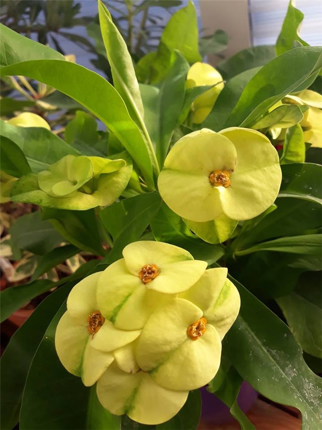 Euphorbia milii