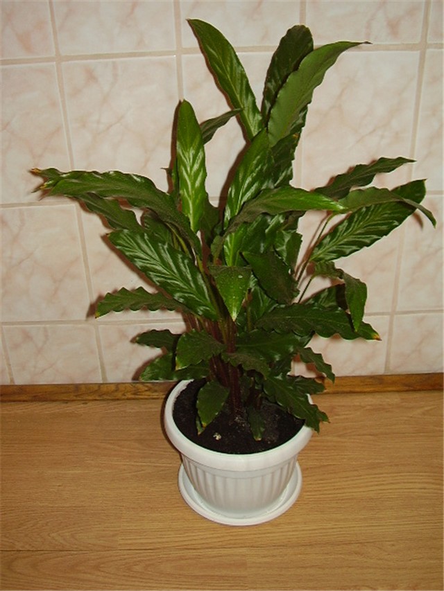 Maranta