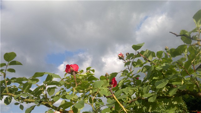 ruža r